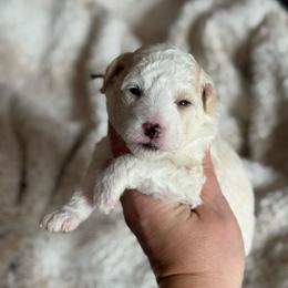 Sherbet - White male Sheepadoodle puppy in Wharton, Texas from Little Fur Friends