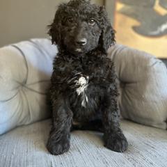 Goldendoodle Puppies from Amy’s Goldendoodles