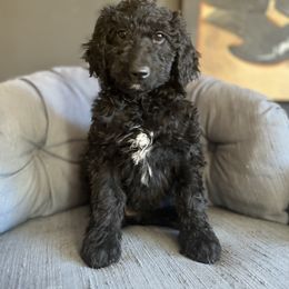 Goldendoodle Puppies from Amy’s Goldendoodles