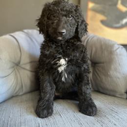 Goldendoodle Puppies from Amy’s Goldendoodles