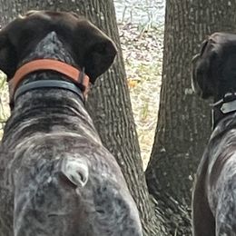 German Shorthaired Pointers from Miracles Happen Farm