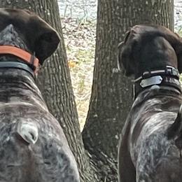 German Shorthaired Pointers from Miracles Happen Farm