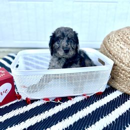 "Tiana" Goldendoodle Puppies from Sweetgrass Goldendoodles of Moncks Corner
