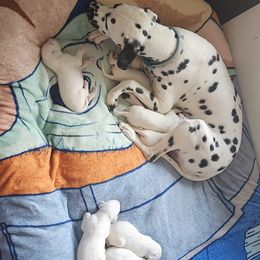 Dalmatian Puppies from America's Dalmatian Friends