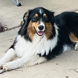 Australian Shepherd All Grown Up from Kade’s Stock Dogs