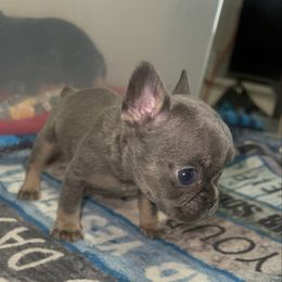 Caitlin Snow - Blue female French Bulldog puppy in San Diego, California from Forbes List Frenchies