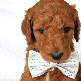 Boy 4 - Red Labradoodle puppy in Denver, Colorado from Don't Forget to Doodle & Southern Bella Doodles