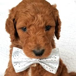 Boy 4 - Red Labradoodle puppy in Denver, Colorado from Don't Forget to Doodle & Southern Bella Doodles