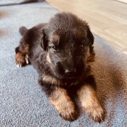 Black - Black and red female German Shepherd puppy in Spring Hill, Florida from Iron Crest Shepherds