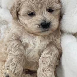 Blueberry - Cream male Maltipoo puppy in Bellingham, Washington from My Sweet Poodles and Doodles