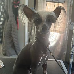 Calvin - Chinese Crested