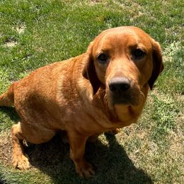 Lily - Labrador Retriever
