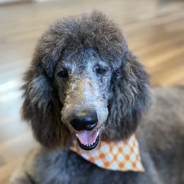 Bay - Poodle