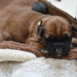 Ginny - Wheaten female Soft Coated Wheaten Terrier puppy in Kirksville, Missouri from BellSharps Australian Shepherds