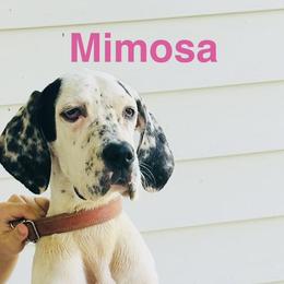 Mimosa - Black and white female Great Dane puppy in Gonzales, Louisiana from Anstatt House Of Danes