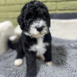 Onyx - Black and white male Bernedoodle puppy in Carmichaels, Pennsylvania from JensenBelle Doodles