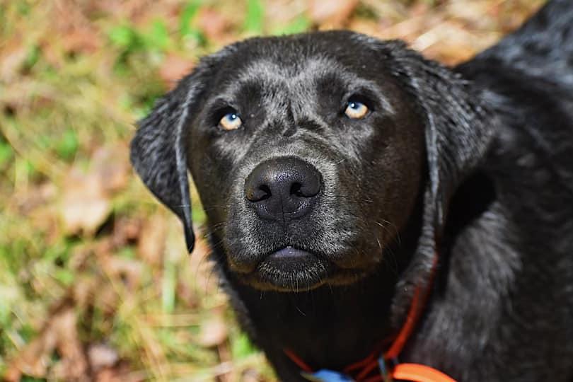Silver Bullet Retrievers in Kansas Dilute Retriever puppies Good Dog