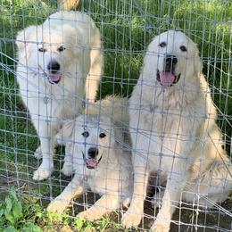Great Pyrenees from Misty Valley Farm