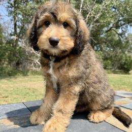 Moose - Chocolate merle male Bernedoodle puppy in Sioux Falls, South Dakota from WhiskeyCreek Doodles