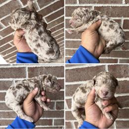 Merle Boy 3 - Merle male Assorted Doodle Crosses puppy in Conway, Arkansas from Hollins Doodles