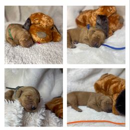 Boy 6 - Dark golden male Golden Retriever puppy in Portland, Oregon from Joyfully Golden