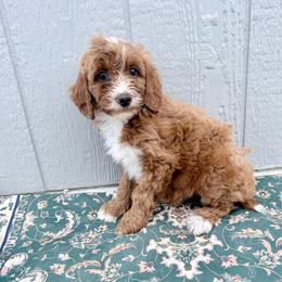 Puppy 7 - Apricot female Irish Doodle puppy in Bloomfield, Iowa from Schooley Doodles
