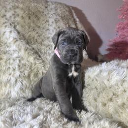 Hot pink collar - Gray female Cane Corso puppy in Fairfield, California from Royal Class Kennels