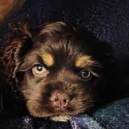 Morgan aka lady bug princess - Cocker Spaniel