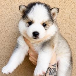 Marshall - Silver and white male Pomsky puppy in La Verne, California from Red Cedar Pomskies
