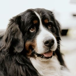 Bernese Mountain Dog Puppies from J & J Meadows