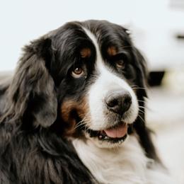 Bernese Mountain Dog Puppies from J & J Meadows
