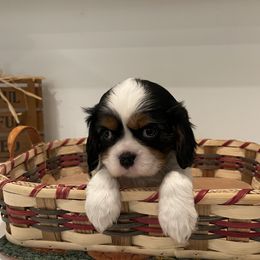 Cavalier King Charles Spaniel Puppies from Ridgefield Cavaliers
