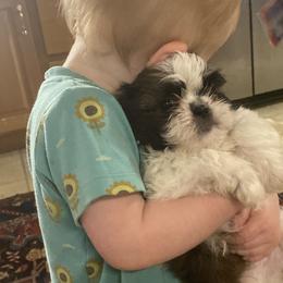 Shih Tzu Puppies from Tiny Bubbles Shih Tzus