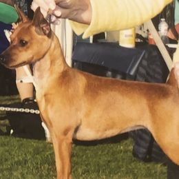 Lucy - Miniature Pinscher