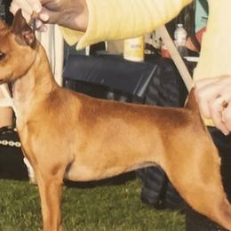 Lucy - Miniature Pinscher