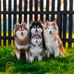Pomsky puppies from Southpaw Pomskies