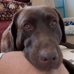 Labrador Retriever All Grown Up from Oksana Soroka