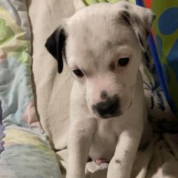 Boy 3 - Black and white male Jack Russell Terrier puppy in Melbourne, Florida from Rustling Oaks Jack Russell Terrier’s