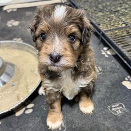 Brown - Chocolate merle male Bernedoodle puppy in Petersburg, Michigan from Brittany’s Mini Bernedoodles