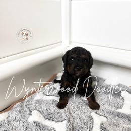 Tundra - Mr. Orange - Phantom male Bernedoodle puppy in Tomball, Texas from Wynterwood Doodles