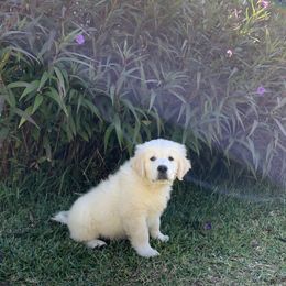 Goldendoodle and Golden Retriever Puppies from SSC Golden Retreivers