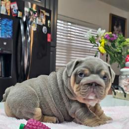 Bulldog puppies from Charliejbulldogs