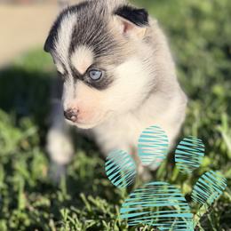 Grace - Tri-color female Pomsky puppy in Redding, California from Spirit Pomskies