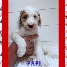 Papi - Parti male Goldendoodle puppy in North Conway, New Hampshire from Arbor Grace Doodles