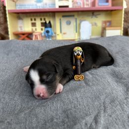 Snickers - Black tri male Miniature Australian Shepherd puppy in Queen Creek, Arizona from Arizona Aussies