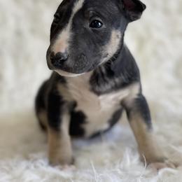 Bull Terrier and Poodle Puppies from The Dynasty