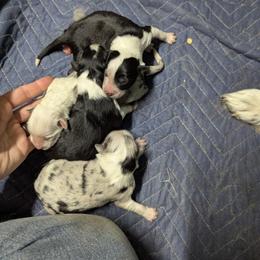 Australian Shepherd and Great Dane Puppies from AEW Farm