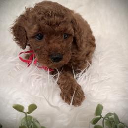 Goldendoodles from Idaho Mini Doodles