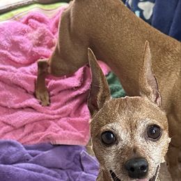 Sassy - Miniature Pinscher