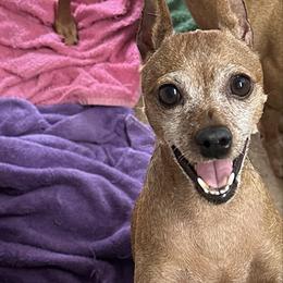 Sassy - Miniature Pinscher